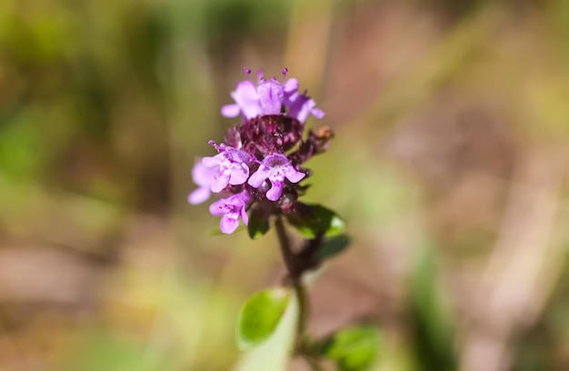 Thymianpflanze, die im Sommer im Kräutergarten wächst