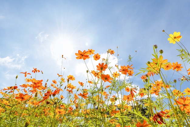 Foto thymophyllia, flores amarillas en el cielo azul brillante