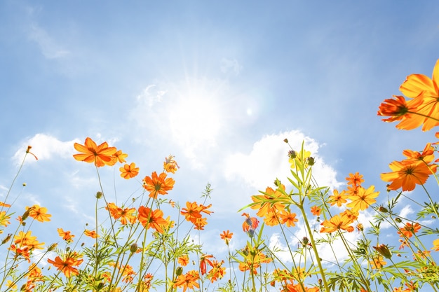 Foto thymophyllia, flores amarillas en el cielo azul brillante