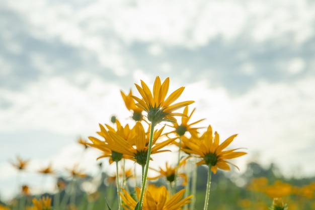 Thymophyllia, flores amarillas, fondo natural de verano, imagen borrosa, enfoque selectivo