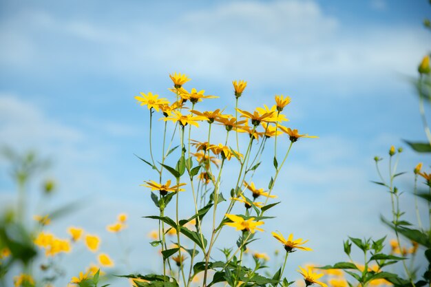 Thymophyllia, flores amarillas, fondo natural de verano, imagen borrosa, enfoque selectivo