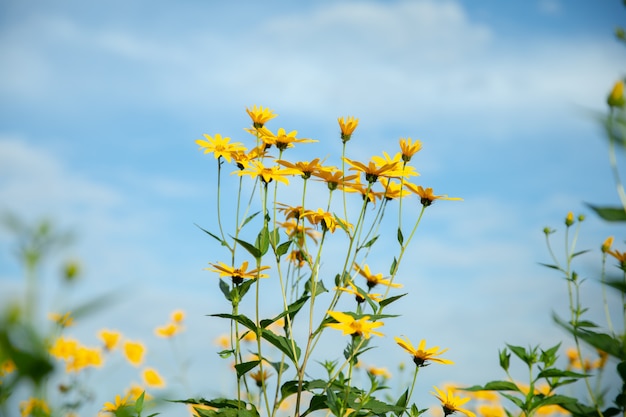 Thymophyllia, gelbe Blumen, natürlicher Sommerhintergrund, unscharfes Bild, selektiver Fokus