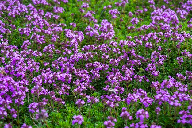 Thymus Citriodorus, hojas de tomillo de limón del jardín de hierbas.