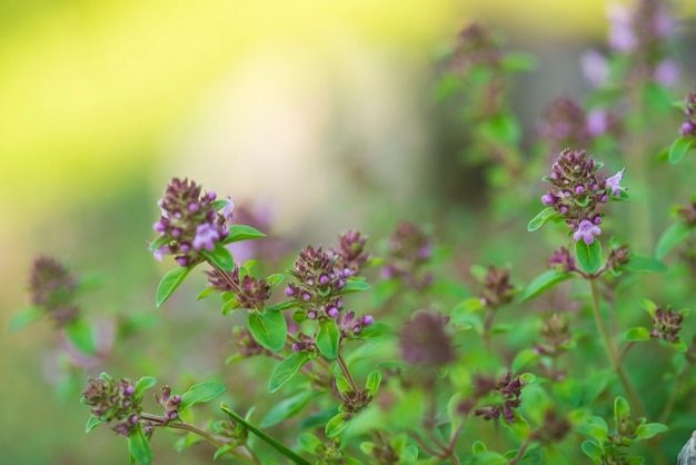 Thymus Heilkraut und Gewürz