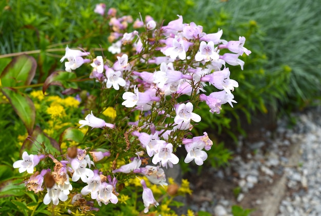 Thymus Komarovii crece en el Lejano Oriente ruso