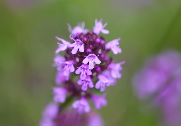 Thymus serpyllum Breckland Thymian Kriechthymian oder Elfin Thymian Pflanzen in der Blütezeit Natürliche pflanzliche Zutaten in einer wilden Natur verwendet in der Homöopathie und Küche