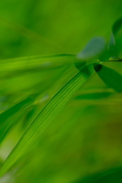 Foto thyrsostachys é um gênero de bambu chinês e indonésio na família das gramíneas. folhas verdes de bambu.