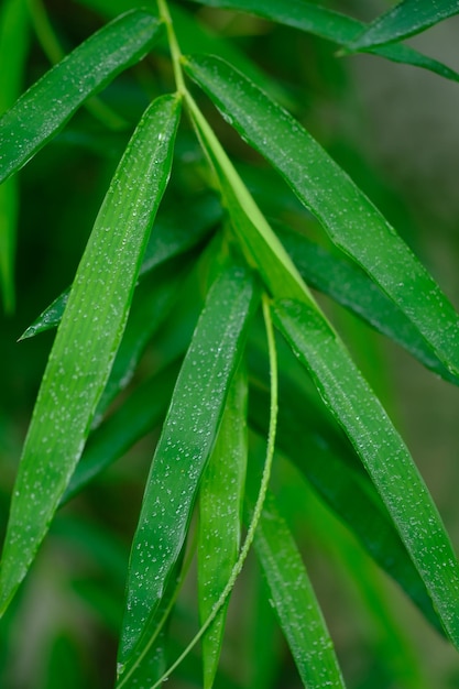 Foto thyrsostachys es un género de bambú chino e indonesio en la familia de las gramíneas. hojas de bambú verde.