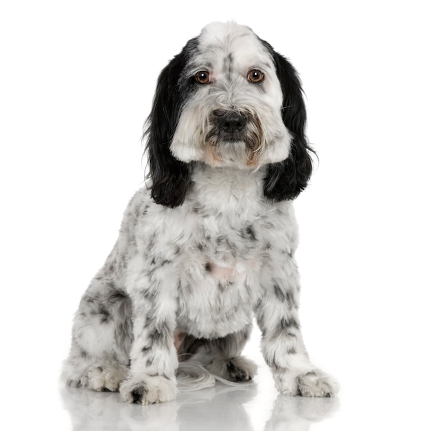 Tibetan Terrier. Hundeporträt isoliert