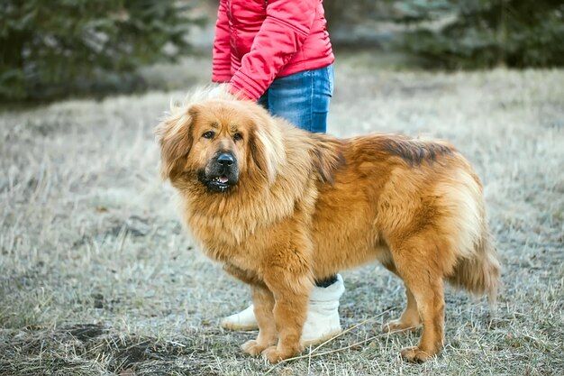 Tibetischer Mastiff