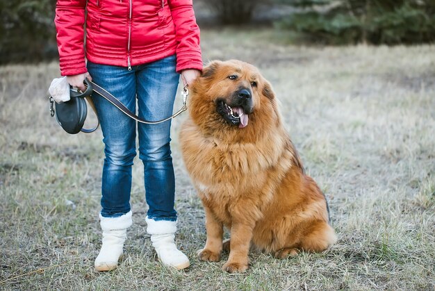 Tibetischer Mastiff