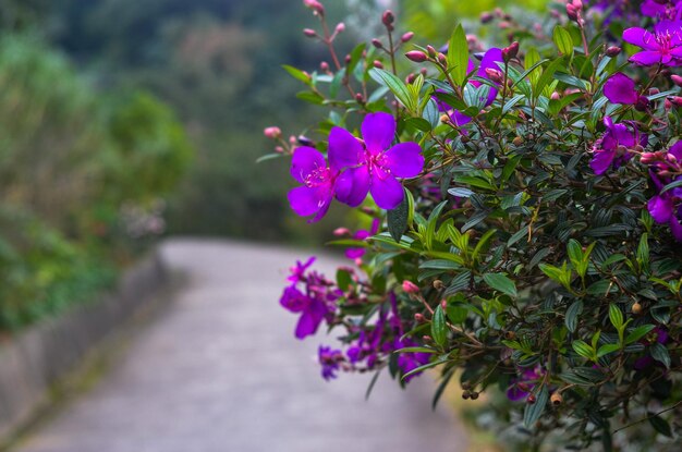 Tibouchina semidecandra im Park