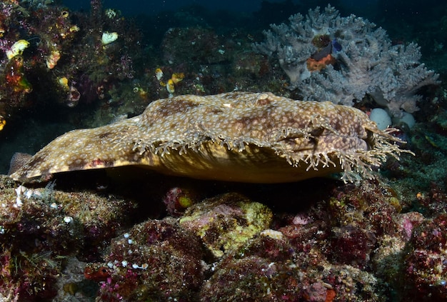 Tiburón alfombra - Wobbegong con borlas - Eucrossorhinus dasypogon. Raja Ampat, Indonesia.