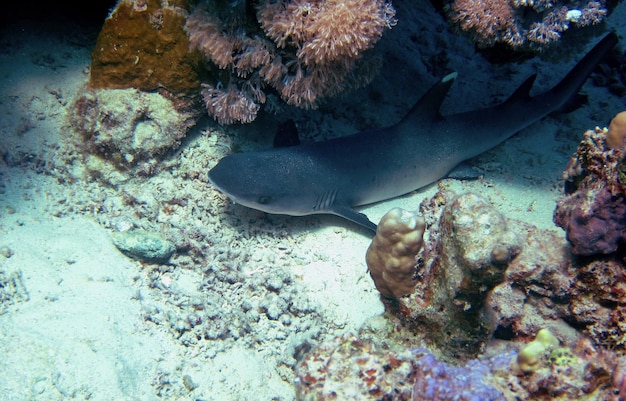 El tiburón de arrecife se encuentra en el arrecife de coral