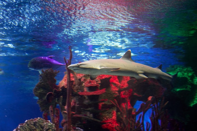 Tiburón de arrecife de punta blanca detrás del cristal del acuario marino en la ciudad rusa de San Petersburgo.