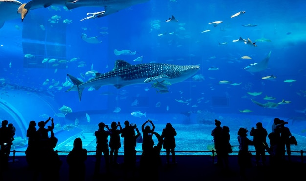 Tiburón ballena en el Acuario Churaumi de Okinawa