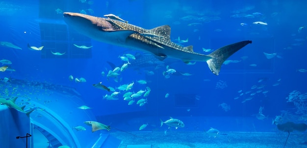 tiburón ballena en acuario