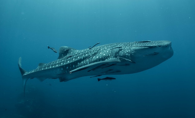 Tiburón ballena en el azul