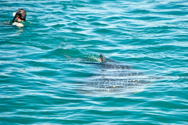 Foto tiburón ballena de cerca con enormes mandíbulas abiertas mientras se acerca a ti
