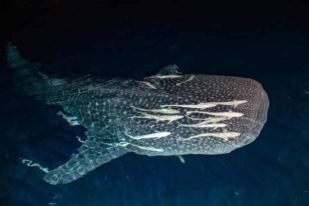 Foto tiburón ballena cerrar retrato submarino en la noche