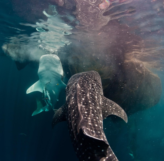 Foto el tiburón ballena en el mar