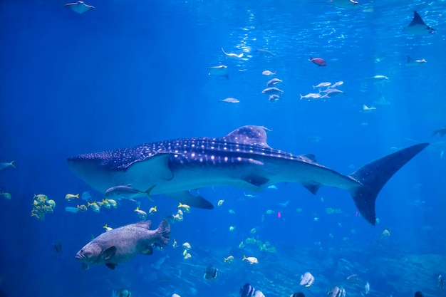 Tiburón ballena nadando