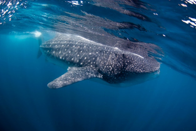 Tiburón ballena Rhincodon typus buscando comida en la superficie