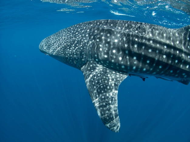 Foto tiburón ballena en la superficie