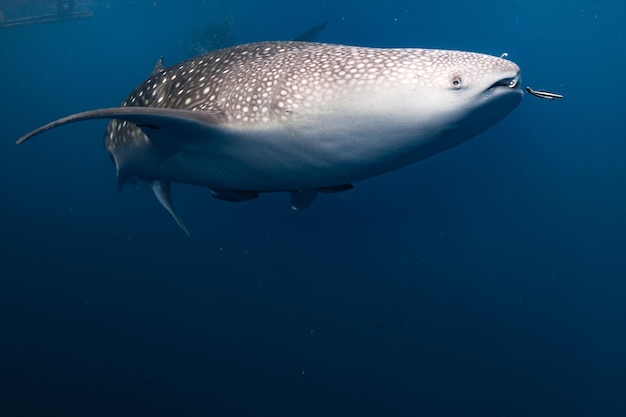 Tiburón ballena viniendo a ti bajo el agua cerca de retrato