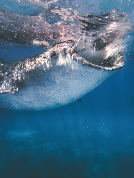 Foto tiburón ballena