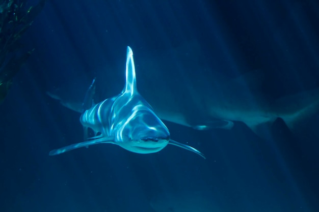 Un tiburón blanco nadando bajo el agua