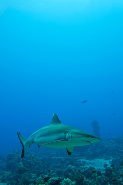 Un tiburón gris con mandíbulas listas para atacar bajo el agua cerca de retrato