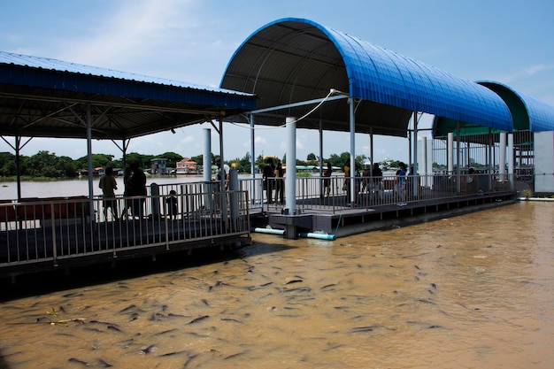 Tiburón iridiscente y bagre y peces de agua dulce que comen alimentos de tailandeses y viajeros extranjeros visitan y alimentan peces en el río chao phraya el 30 de septiembre de 2021 en Pathum Thani Tailandia
