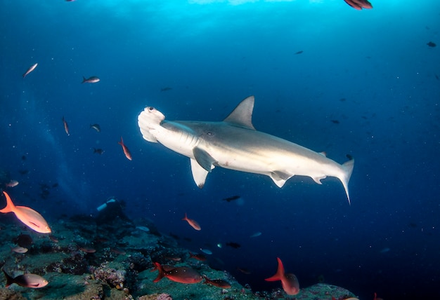 Tiburón martillo (Sphyrnidae) nadando en aguas subterráneas tropicales. Tiburón martillo en el mundo submarino. Observación del océano de vida silvestre. Aventura de buceo en la costa ecuatoriana de Galápagos