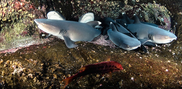 Tiburón oceánico de arrecife de punta negra Carcharhinus melanopterus mamífero nadando en submarinos tropicales Tiburón en el mundo submarino de animales salvajes