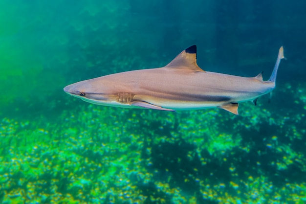 Tiburón peligroso en el acuario