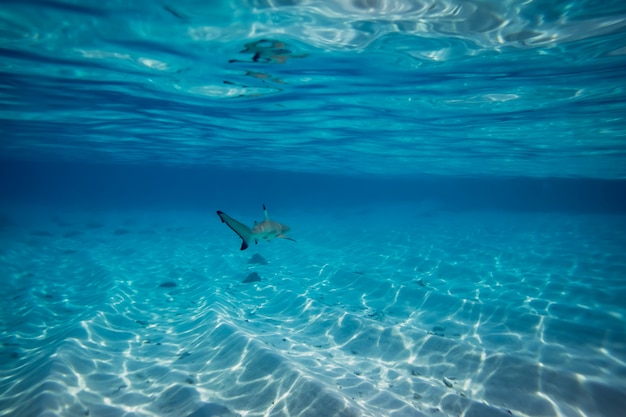 Tiburón punta negra en aguas poco profundas en Maldivas