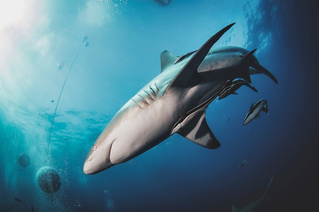 Tiburón de punta negra nadando en aguas tropicales. Tiburones en el mundo submarino. Observación del mundo animal. Aventura de buceo en la costa sudafricana de RSA