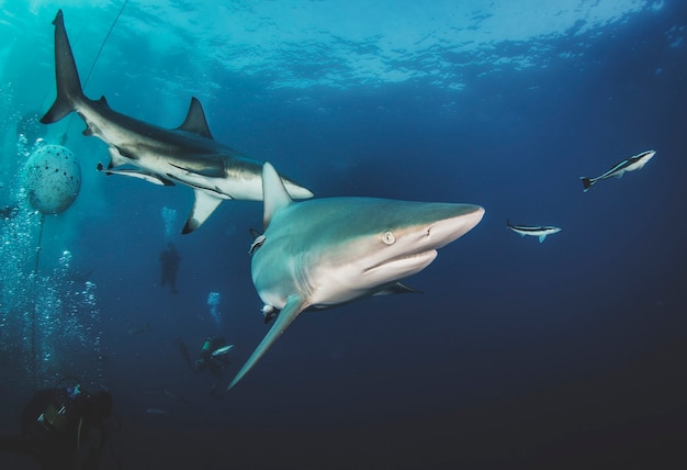 Tiburón de punta negra nadando en aguas tropicales. Tiburones en el mundo submarino. Observación del mundo animal. Aventura de buceo en la costa sudafricana de RSA