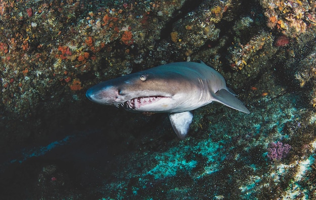 Tiburón de punta negra nadando en aguas tropicales