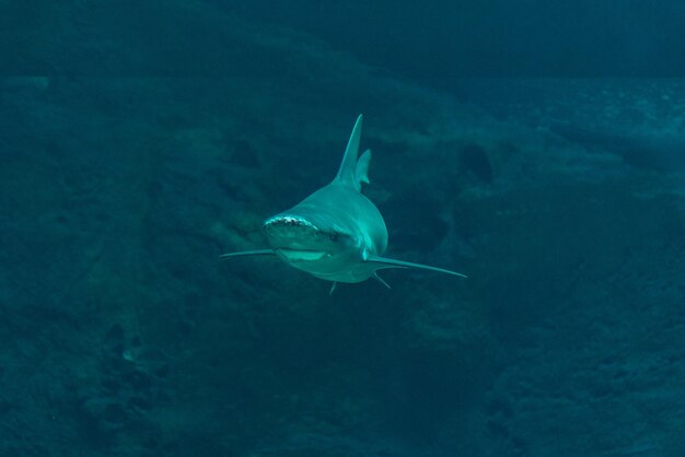 El tiburón de punta plateada nadando en un acuario de aguas profundas