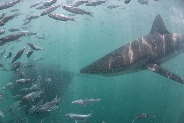 Foto tiburón y raya nadando en el mar