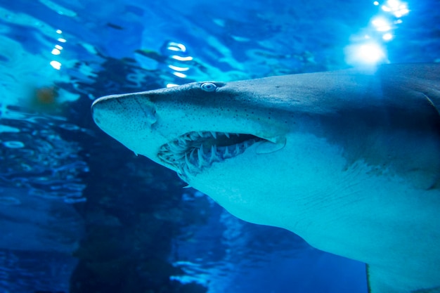 Tiburón tigre en agua de mar Gran tiburón en aguas azules profundas
