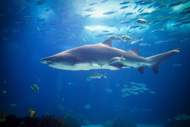 El tiburón tigre de arena carcharias taurus un ojo de caballo