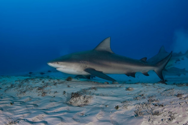 Tiburón toro Carcharhinus leucas