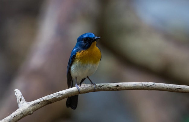 Tickells blauer Fliegenschnäpper