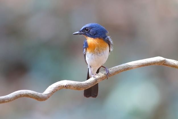 Tickells blauer Schnäpper Cyornis tickelliae Schöne männliche Vögel von Thailand