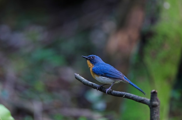 Tickells Blauschnäpper sitzt auf einem Ast