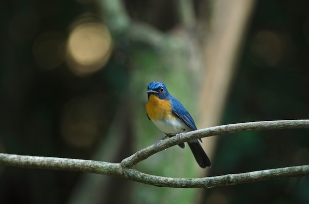 Tickells Blauschnäpper sitzt auf einem Ast