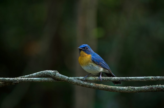 Tickells Blauschnäpper sitzt auf einem Ast